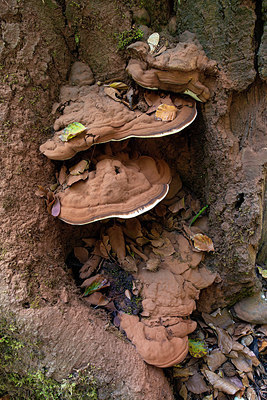 BUITEN BEELD Foto: 400965