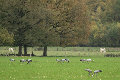 BUITEN BEELD Foto: 401024