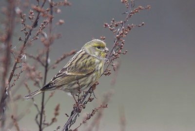 BUITEN BEELD Foto: 401083