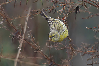 BUITEN BEELD Foto: 401086