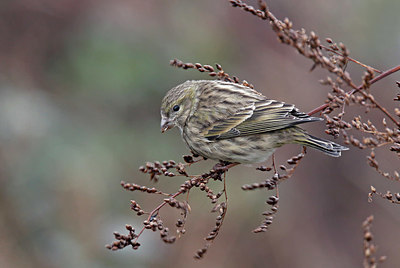 BUITEN BEELD Foto: 401088