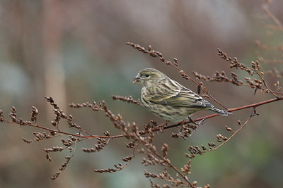 BUITEN BEELD Foto: 401089