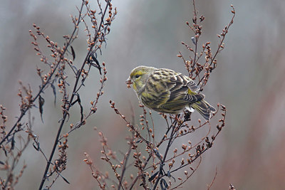 BUITEN BEELD Foto: 401091