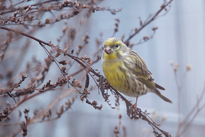 BUITEN BEELD Foto: 401096