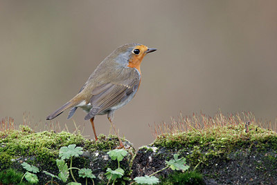 BUITEN BEELD Foto: 401099