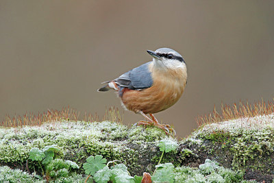 BUITEN BEELD Foto: 401101