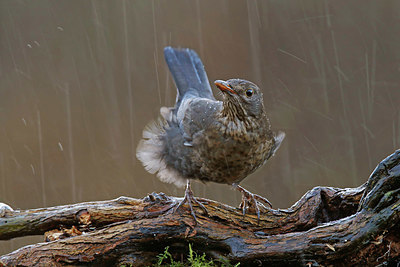 BUITEN BEELD Foto: 401116