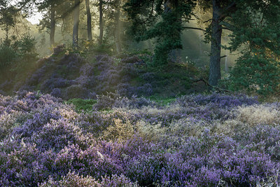 BUITEN BEELD Foto: 401132
