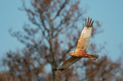 BUITEN BEELD Foto: 401160