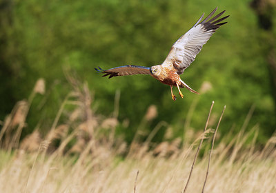 BUITEN BEELD Foto: 401161