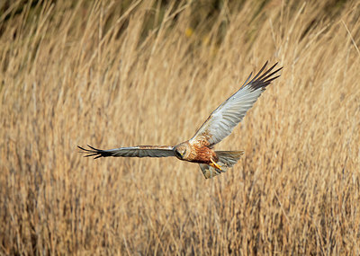 BUITEN BEELD Foto: 401162