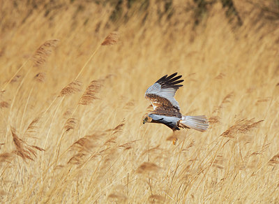 BUITEN BEELD Foto: 401163