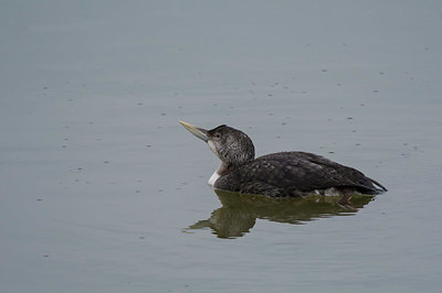 BUITEN BEELD Foto: 401164