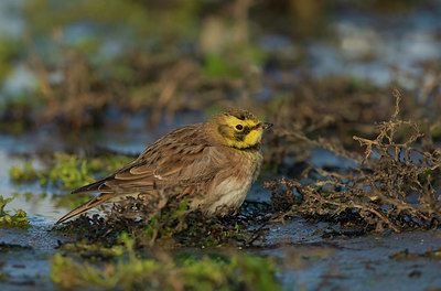 BUITEN BEELD Foto: 401184