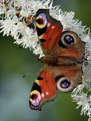 BUITEN BEELD Foto: 401229