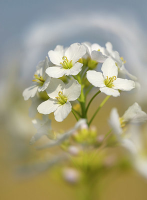 BUITEN BEELD Foto: 401248