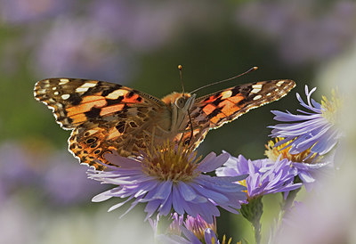 BUITEN BEELD Foto: 401266