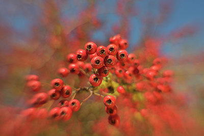 BUITEN BEELD Foto: 401285