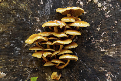 BUITEN BEELD Foto: 401549
