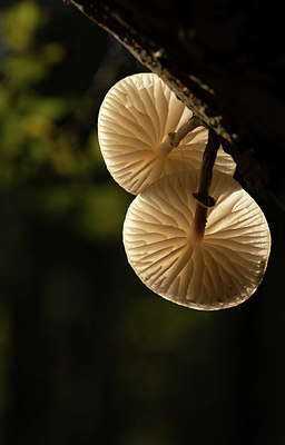 BUITEN BEELD Foto: 401555