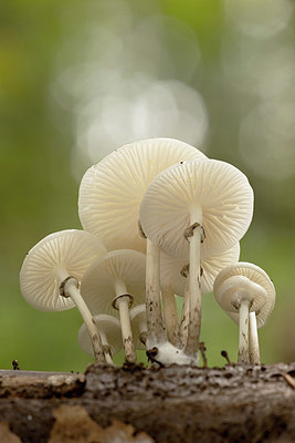 BUITEN BEELD Foto: 401557