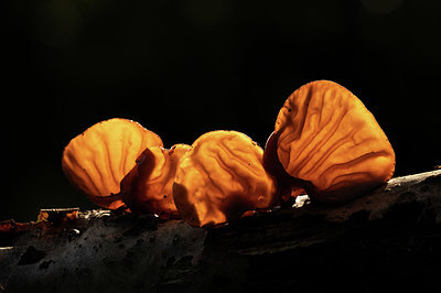 BUITEN BEELD Foto: 401561