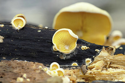 BUITEN BEELD Foto: 401571
