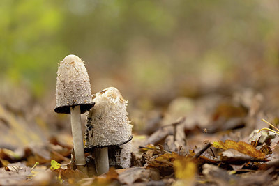 BUITEN BEELD Foto: 401584