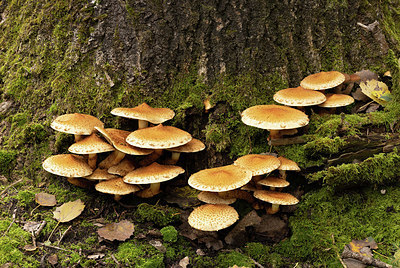 BUITEN BEELD Foto: 401631