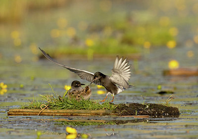 BUITEN BEELD Foto: 401641