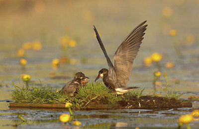 BUITEN BEELD Foto: 401643