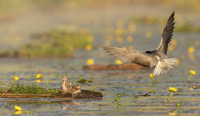 BUITEN BEELD Foto: 401646