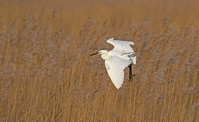 BUITEN BEELD Foto: 401648