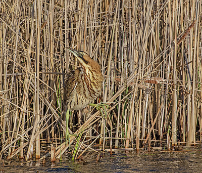 BUITEN BEELD Foto: 401652