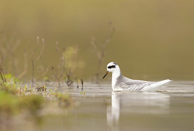 BUITEN BEELD Foto: 401661