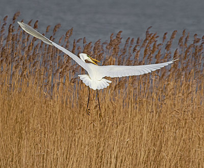 BUITEN BEELD Foto: 401667
