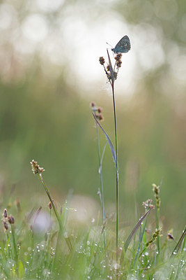 BUITEN BEELD Foto: 401678