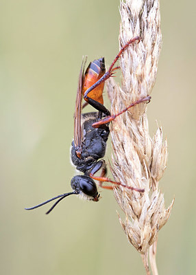 BUITEN BEELD Foto: 401682