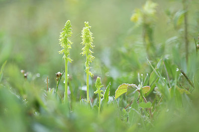 BUITEN BEELD Foto: 401688