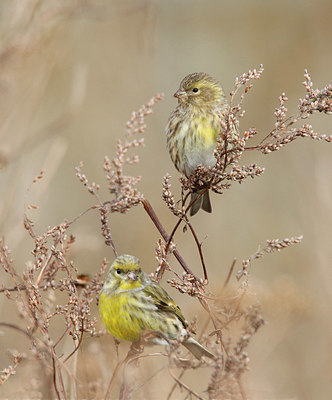 BUITEN BEELD Foto: 401699