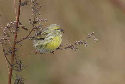 BUITEN BEELD Foto: 401703