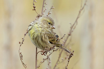 BUITEN BEELD Foto: 401709