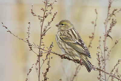 BUITEN BEELD Foto: 401710