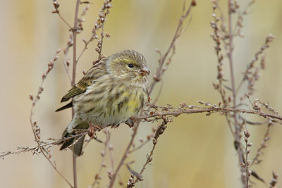 BUITEN BEELD Foto: 401711