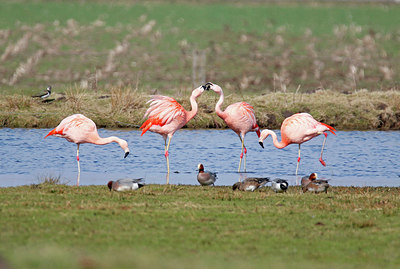 BUITEN BEELD Foto: 401717