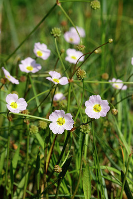 BUITEN BEELD Foto: 401720