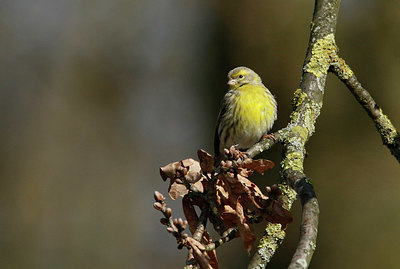 BUITEN BEELD Foto: 401796