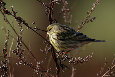 BUITEN BEELD Foto: 401799