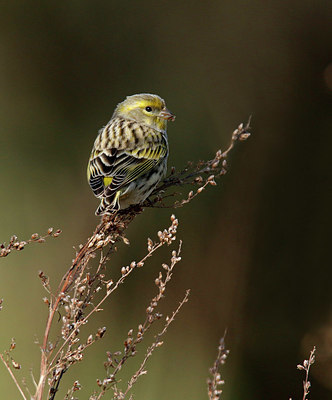 BUITEN BEELD Foto: 401803