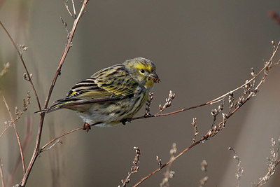 BUITEN BEELD Foto: 401804